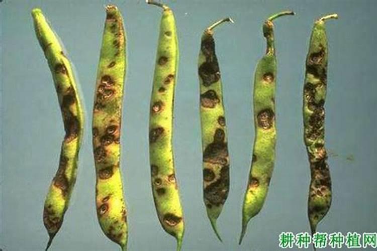 蔬菜作物吸收肥料有哪些特点？