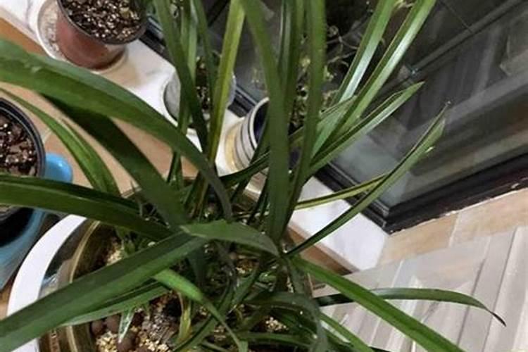 兰花怎么浇水施肥