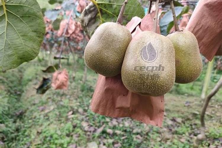 种植猕猴桃期间,该怎么施肥好？