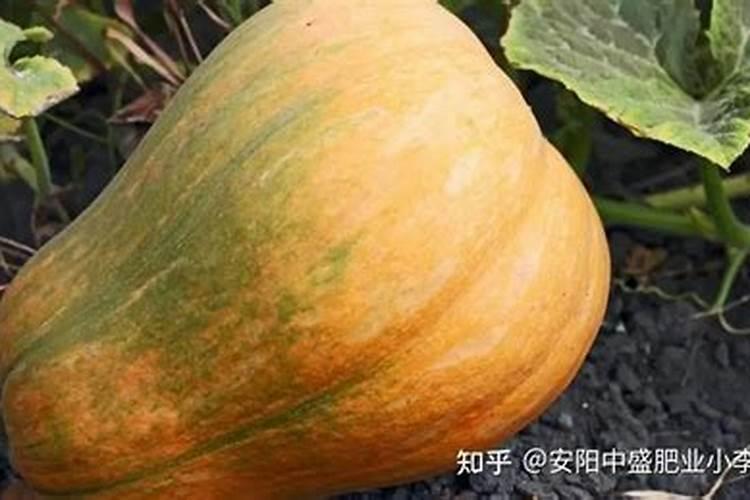南瓜施什么肥料最好