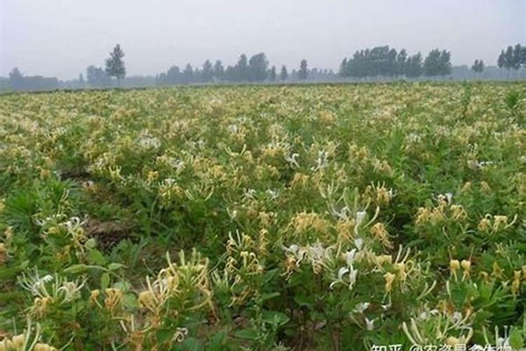 金银花用什么叶面肥好