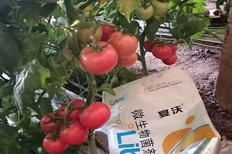 番茄各个时期施肥量详细表 快速膨大技术