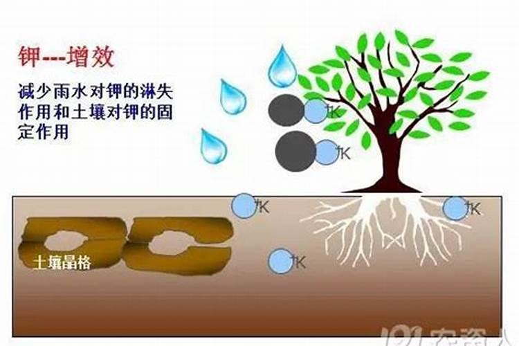 氨基酸水溶肥与金正大水溶肥有什么不同