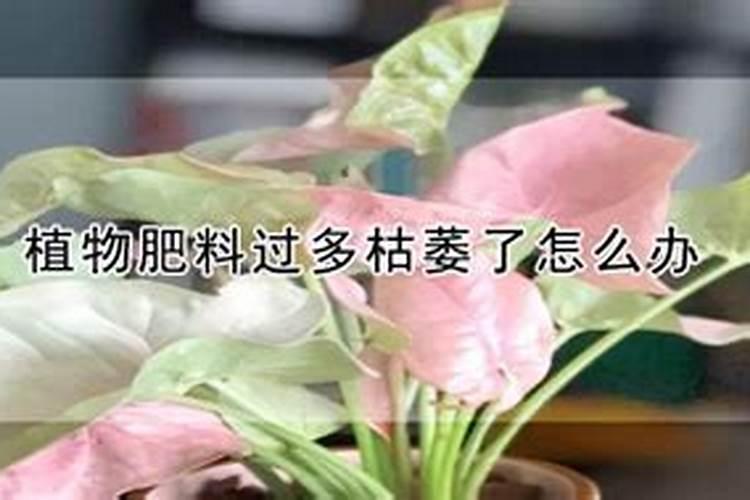 施肥过量叶子蔫了怎么补救