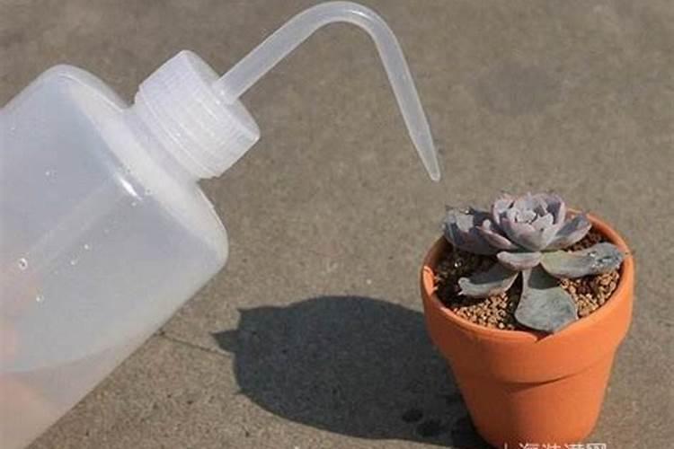 花多多是喷叶还是灌根