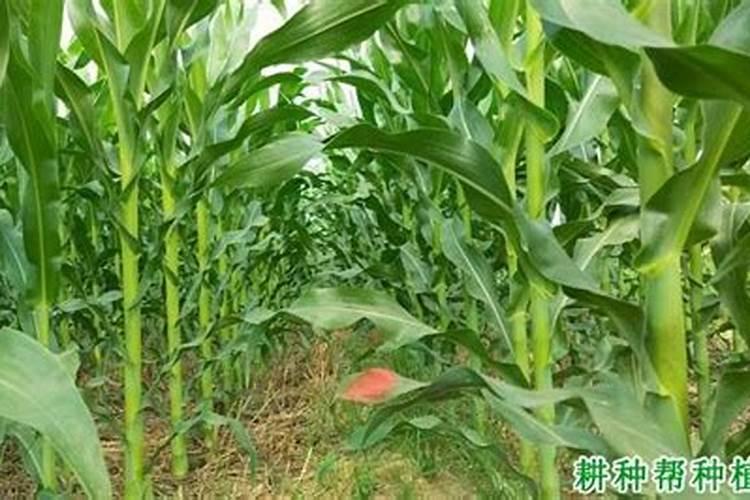 为什么夏种玉米高产科学施肥为先