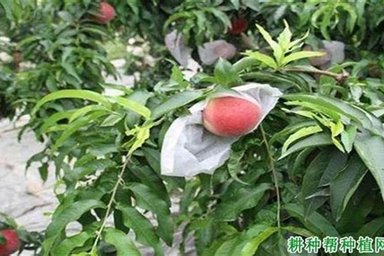 桃树用什么肥料最好