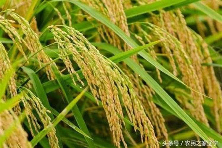 水稻施磷肥有什么作用