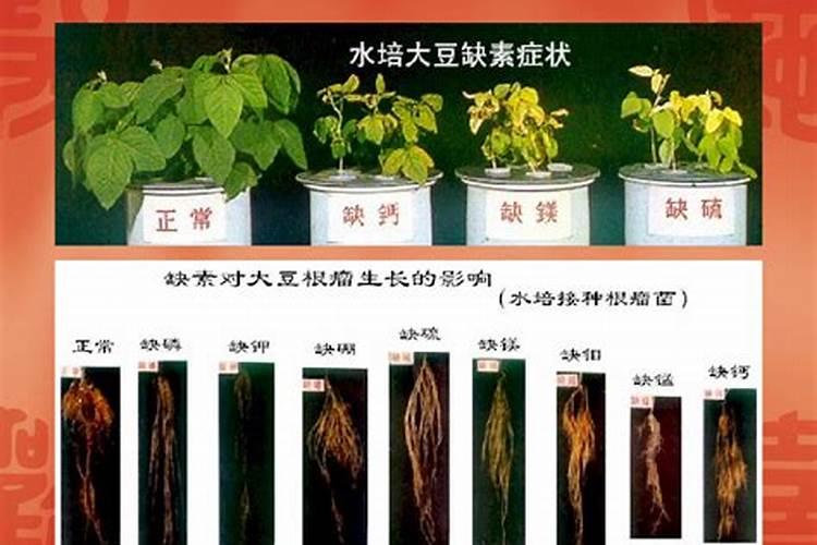 桃树套袋前打什么药