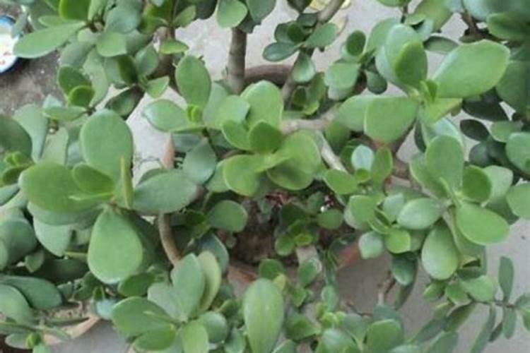 昙花用什么肥料容易开花