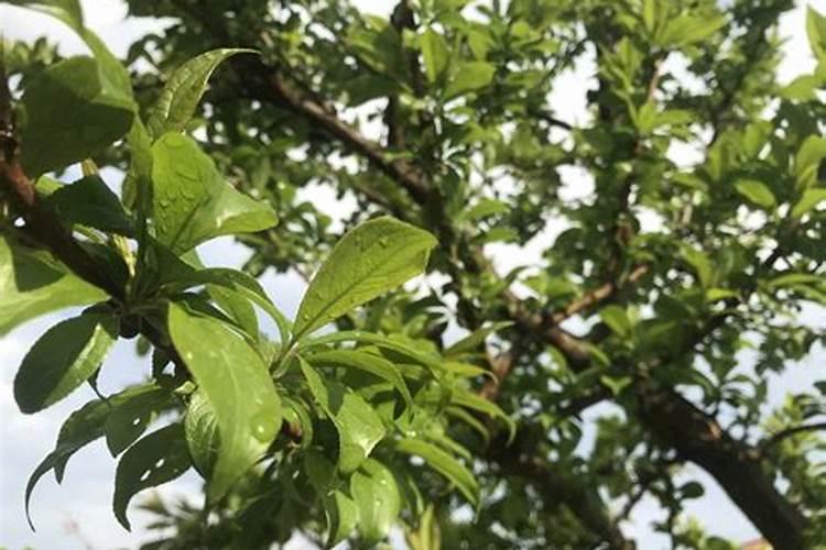 兰花多少天浇一次水最好 要浇多少水合适