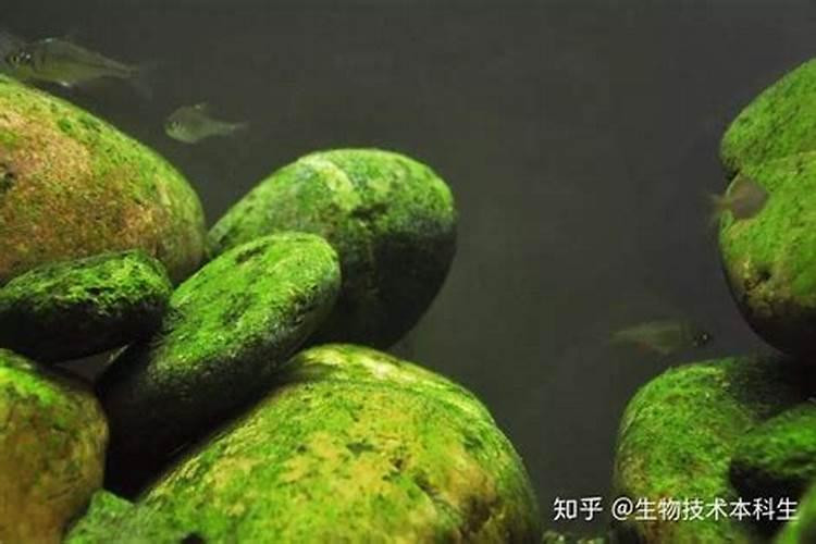 养水草加什么肥料