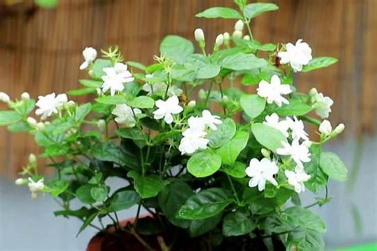 栀子花烧花了怎么办？施肥过多引起叶片全部枯萎脱落,该怎样补救？
