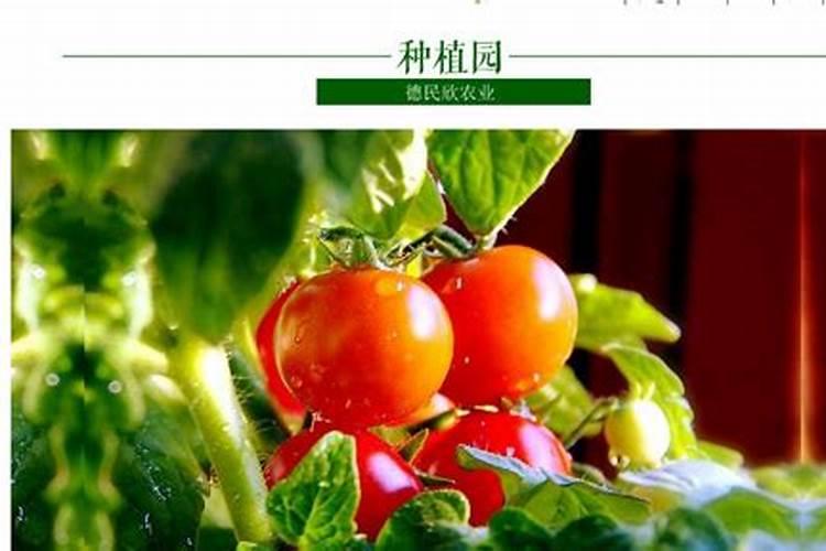 水稻施肥时间,水稻施肥技术