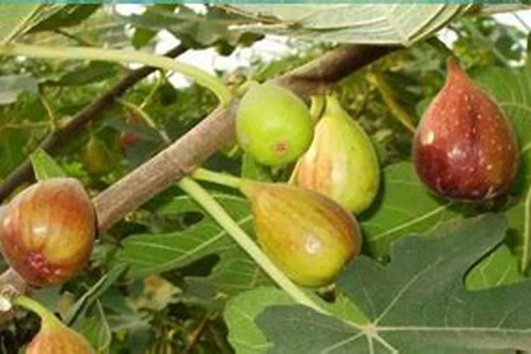 无花果追肥用什么肥料好