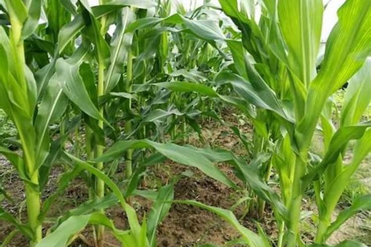 玉米一次性施肥多深 施加什么肥料好