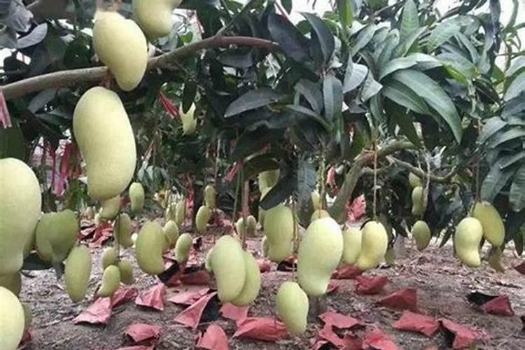 芒果用什么肥料能快速成长？施肥几次？