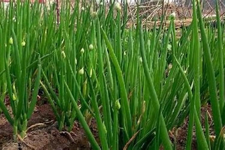 大葱种植高产施肥技巧大葱种植高产施肥应该怎么做