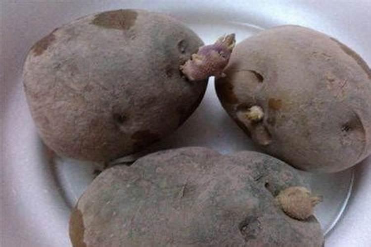 种玉米用晶体钾好还是氯化钾好