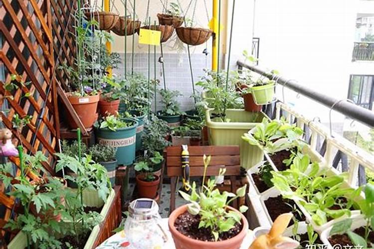 营养丰富种菜易长,那么究竟农村种植蔬菜最常用的肥料有哪些呢？