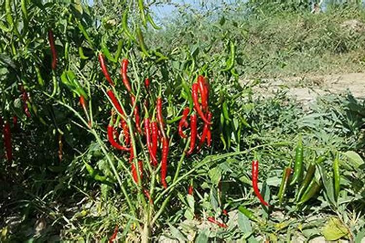 花肥用多了,花叶子蔫巴了该怎么办？