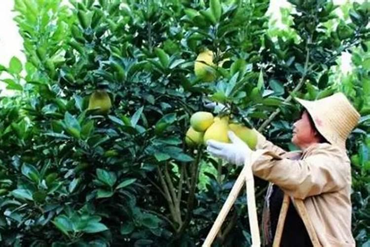 柚子施肥要挖多深的坑