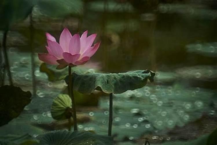 水养荷花可以在水里加什么