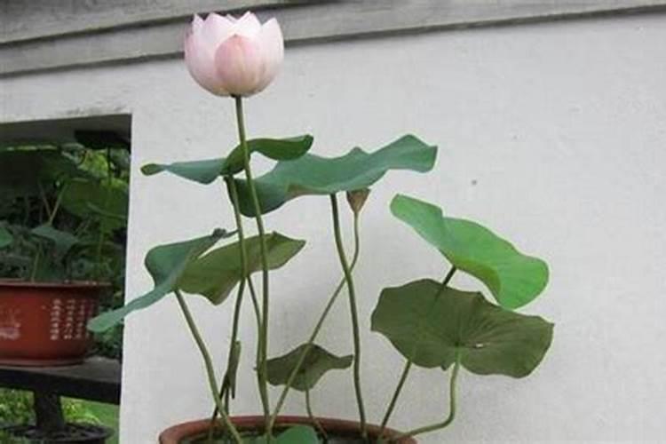 荷花如何水养,需要施肥吗