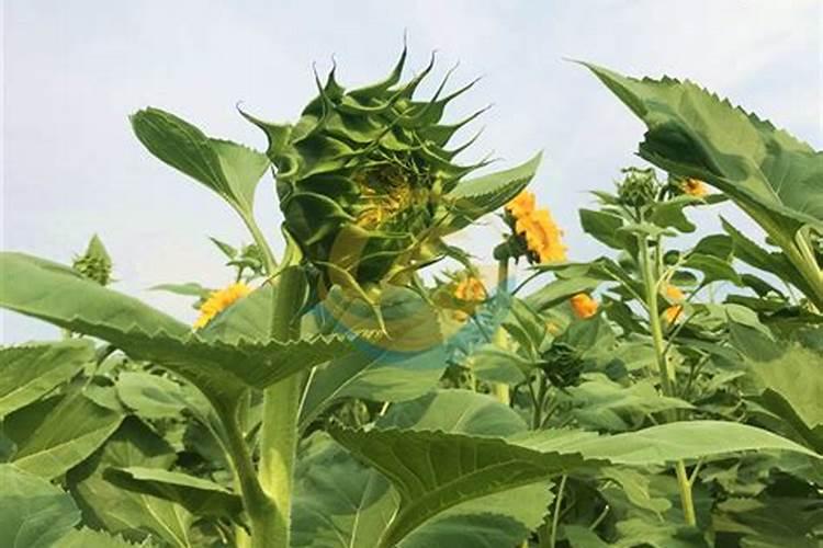多肉植物施什么肥好