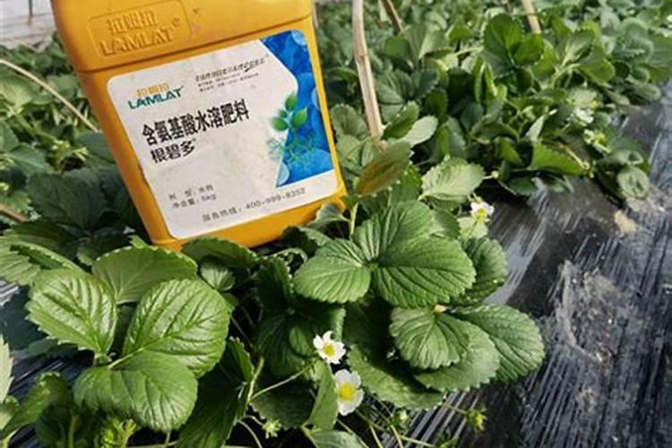 水溶肥那家公司的好