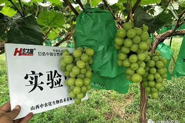 玉米打叶面肥好还是追尿素好