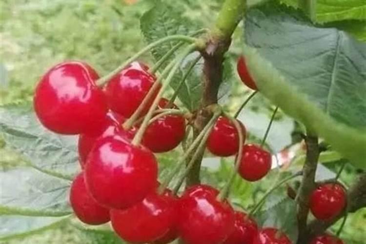 樱桃树底肥用什么肥料比较好？