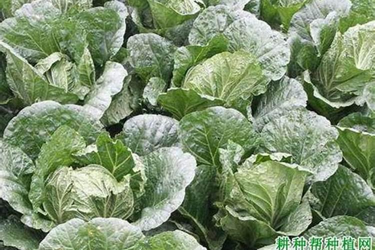 种植大白菜的好方法