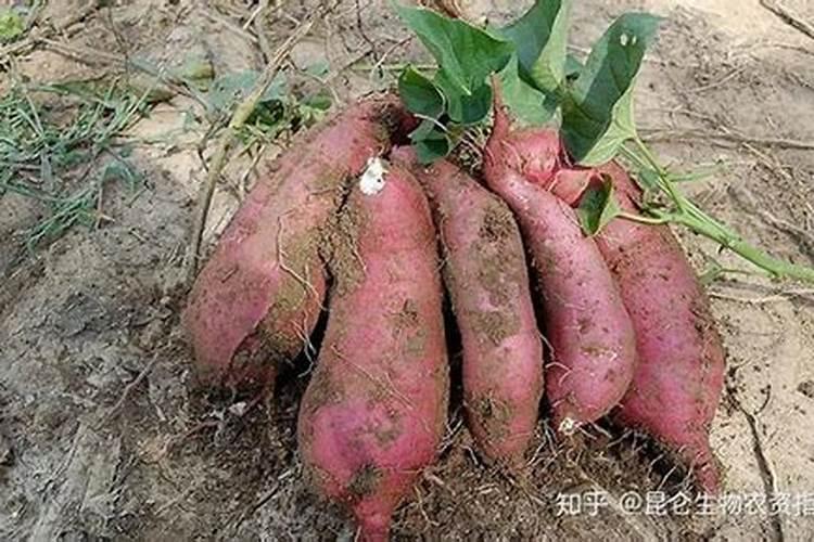 钼肥的作用及使用方法