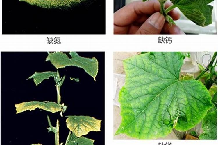 硅肥是什么肥料？硅肥有什么作用？种植农作物如何施用硅肥？