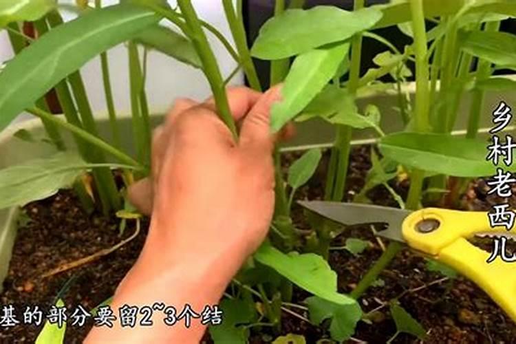 空心菜多久施一次肥 需要什么肥料