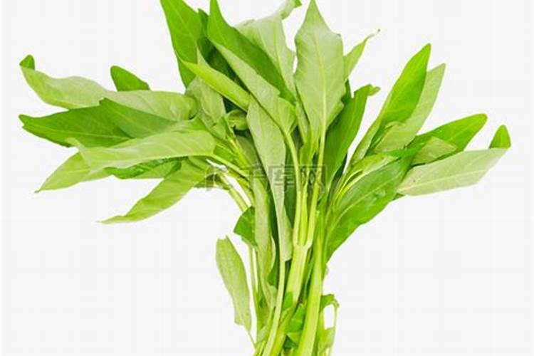 空心菜施什么肥料
