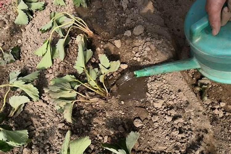 辣椒种植多久施肥不烧根