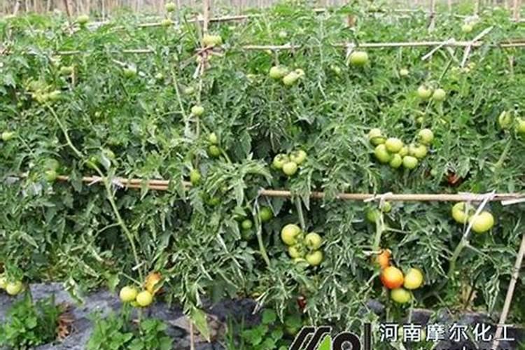 含微量元素的水果和蔬菜有哪些