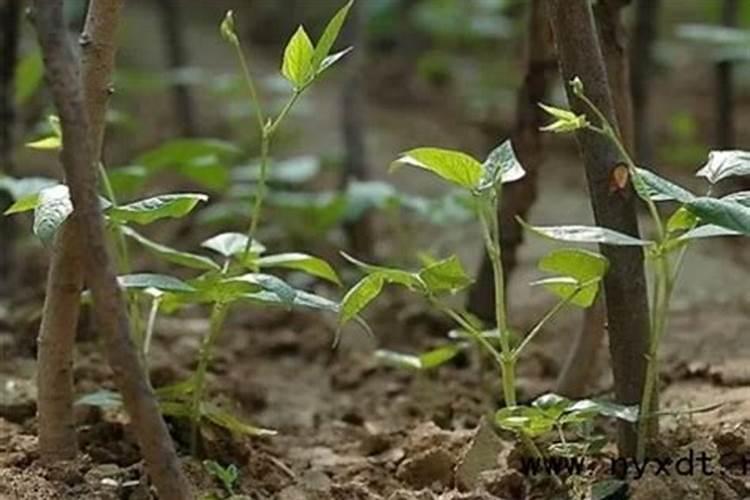 豆角用什么肥料效果好(种植豆角结果期需要什么叶面肥)