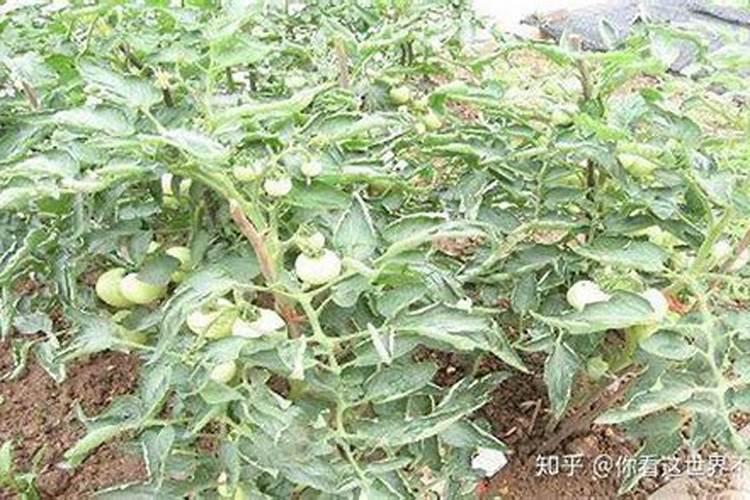 小叶紫檀盆景施什么肥