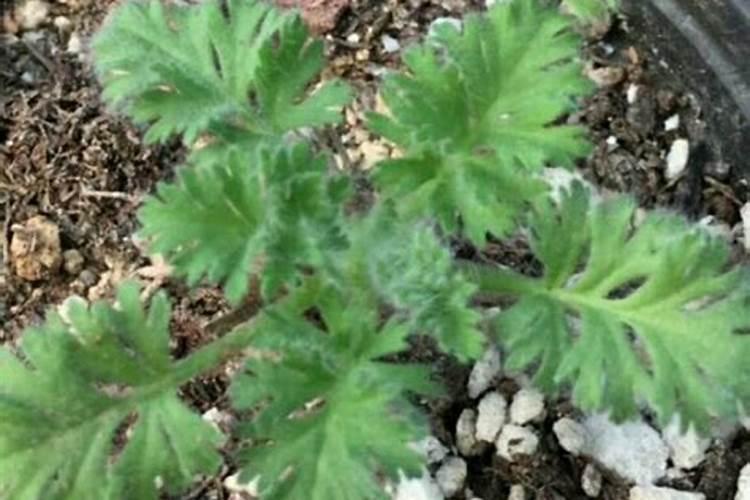 芸苔素对植物有防冻作用吗？