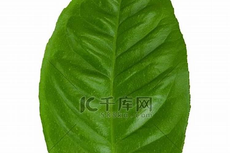 柠檬树的叶子少得可怜是怎么回事？注意这三点你就能长出更多的叶子!