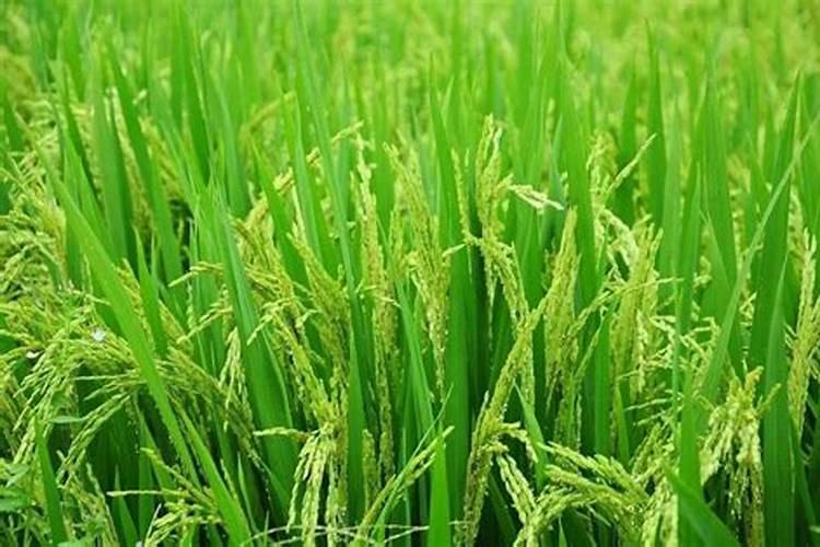 在选择叶面肥时想要辨别真假,都有哪些科学的识别方法？