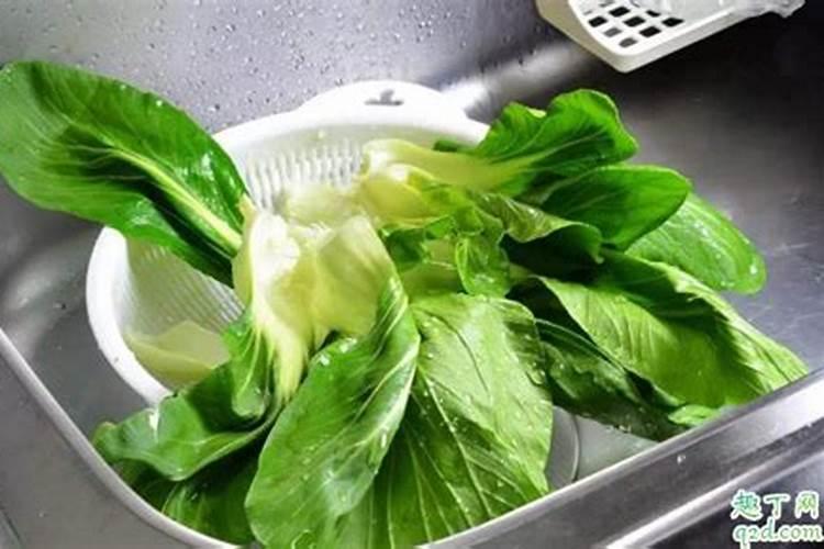 小青菜种植方法和时间