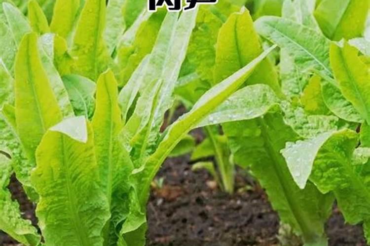 在种植莴笋的时候能用尿素施肥吗