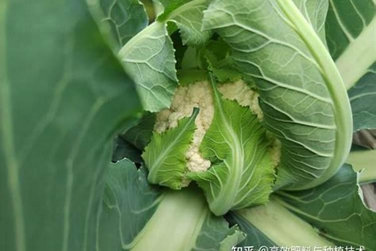菜花怎样施肥,花长最大