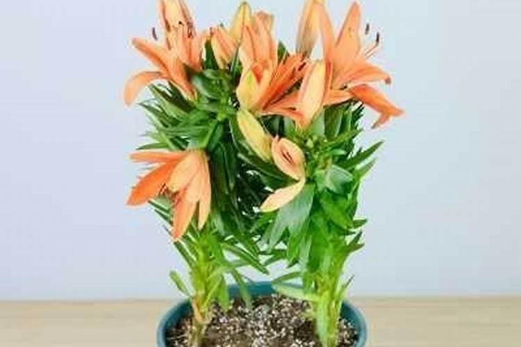 百合花施什么肥最好