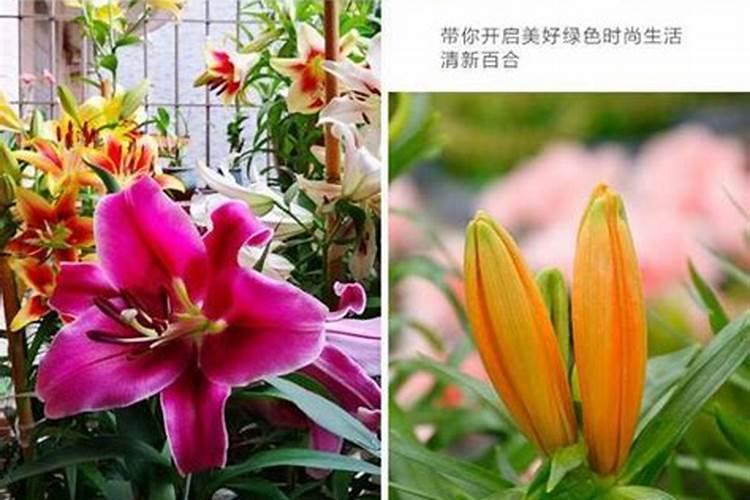 盆栽百合花施什么肥好呢？百合花怎么施肥呢？