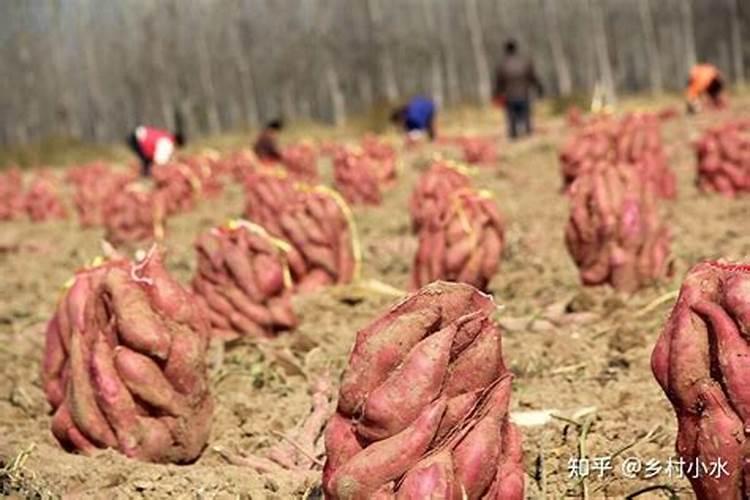 冬天油菜尿素晴天施可以吗？